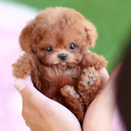 Original Realistic Puppy Toy 🐶